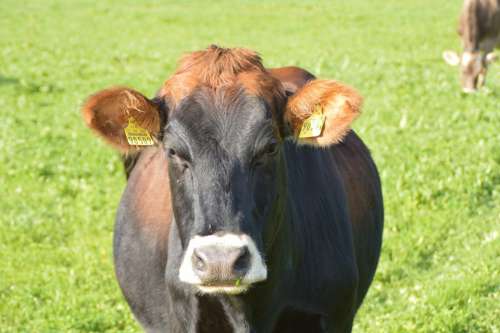 Cow Allgäu Meadow Dairy Cattle Cattle Cow Head