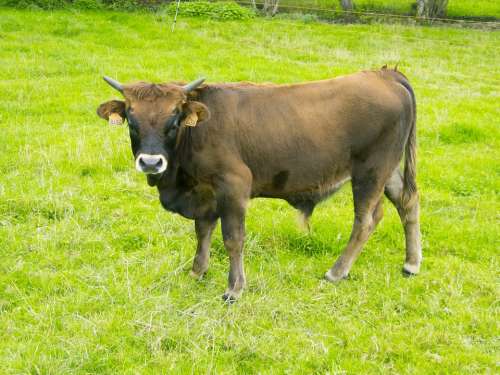 Cow Livestock Animals Calf