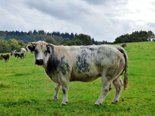 Cow Animals Pasture Mammal Grass