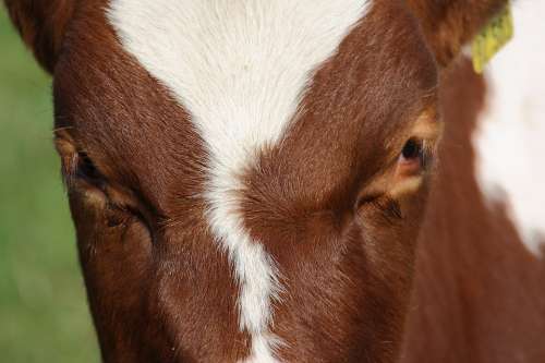 Cow Animal Eyes Animals Milk Agriculture Creature