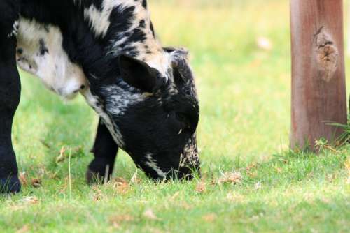 Cow Grazing Bovine Animal Black And White Grass