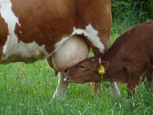 Cow Udder Suckle Calf Young Animal Milk Drink