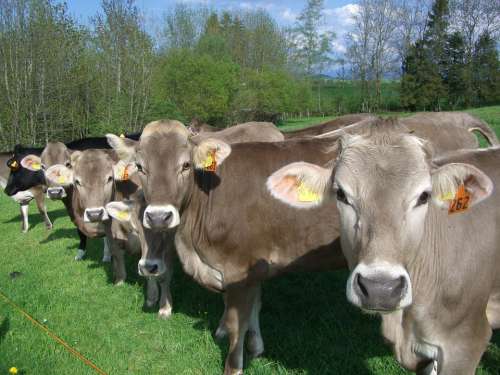 Cow Parade Cows Allgäu Brown Cow Pasture Allgäu