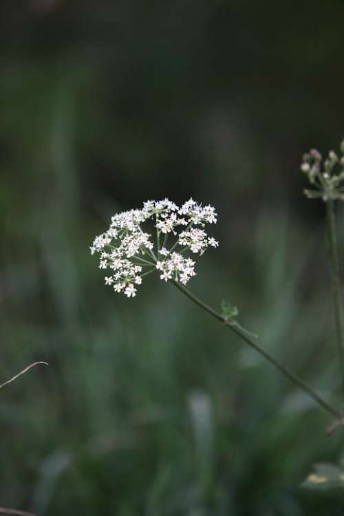 Cow Parsley Wild Chervil Wild Beaked Parsley Keck