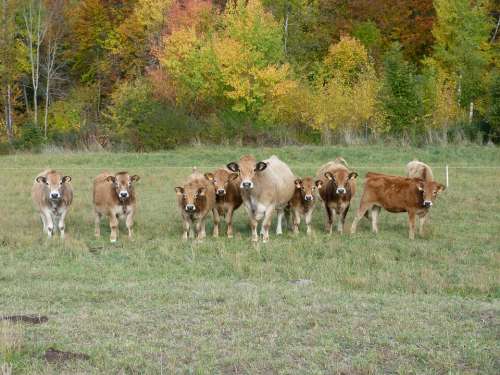 Cows Animals Prairie Curiosity Observation Team