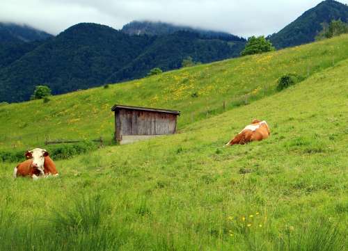 Cows Pasture Landscape Flora Mountain Meadows