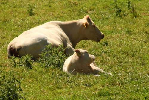 Cows Pasture Cow Calf Mammals Animals