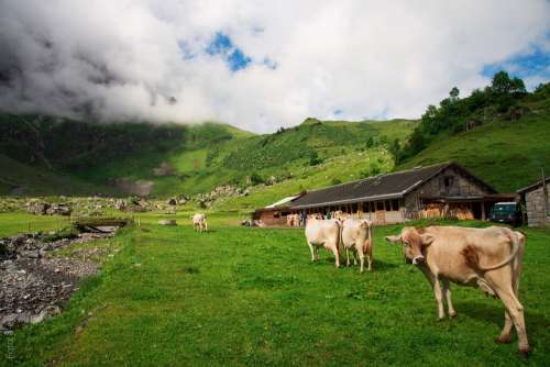Cows Switzerland Canton Of Glarus Glarus Alp