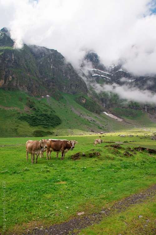 Cows Alp Switzerland Canton Of Glarus Glarus