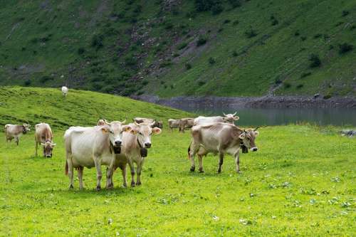 Cows Alpine Pasture Switzerland Canton Of Glarus