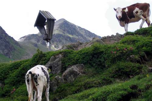Cows Wayside Cross Alm Staller Sattel Mountains