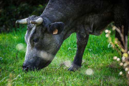 Cows Cow Livestock Nature Galicia Grass Pastures