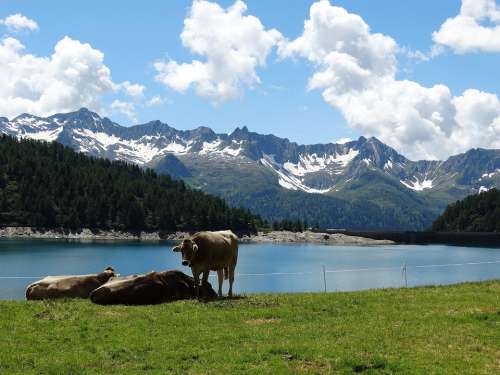 Cows Cattle Alm Bergsee Lake Mountains