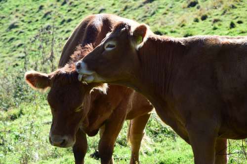 Cows Love Tongue Grass Dairy Cattle Dairy Cows