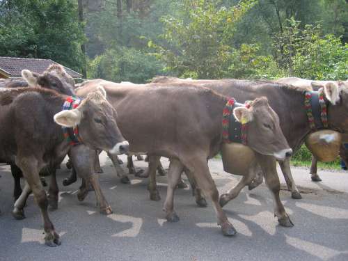 Cows Allgäu Viehscheid Tradition Agriculture