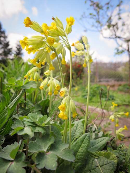 Cowslip Flowers Yellow Nature Plant Bloom Spring