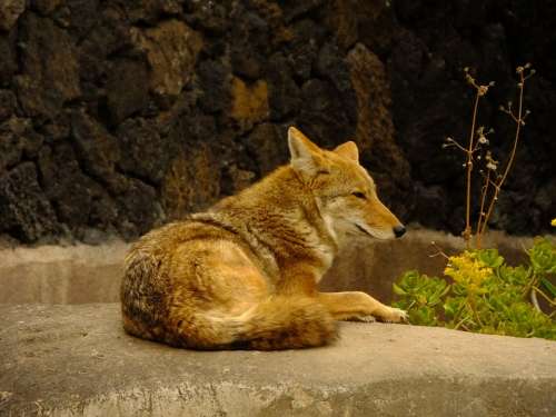 Coyote Animal Mammals Fauna