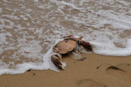 Crab Ocean Beach Crustacean Seafood Sea Animal