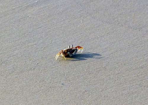 Crab Beach Sand Arabian Sea Karwar India