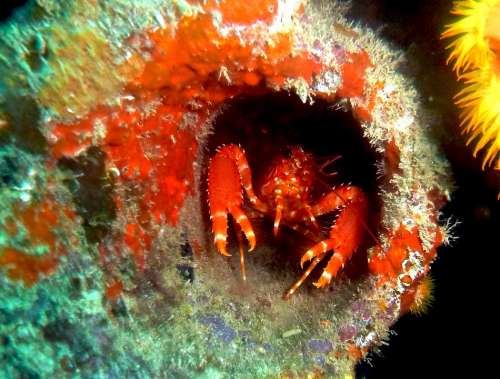 Crab Crustacean Aruba Scuba Sea Life Scuba Diving