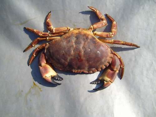 Crab Arthropods Lobsters Crabs Animals Fauna