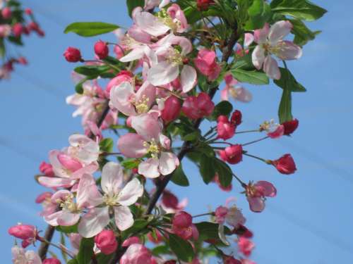 Crab Apple Blooms Spring Flower Blooming Blossom