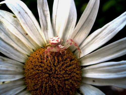 Crab Spider Pink And White Small Arachne Daisy