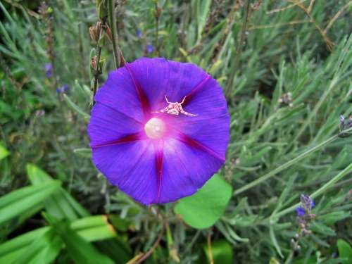 Crab Spider Spider Crab Pink White Flower Purple