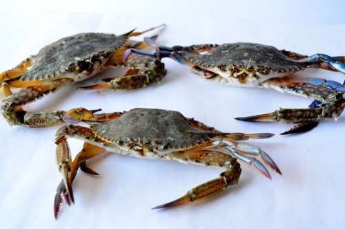 Crabs Sea Food Seafood Crustacean Shell Fresh