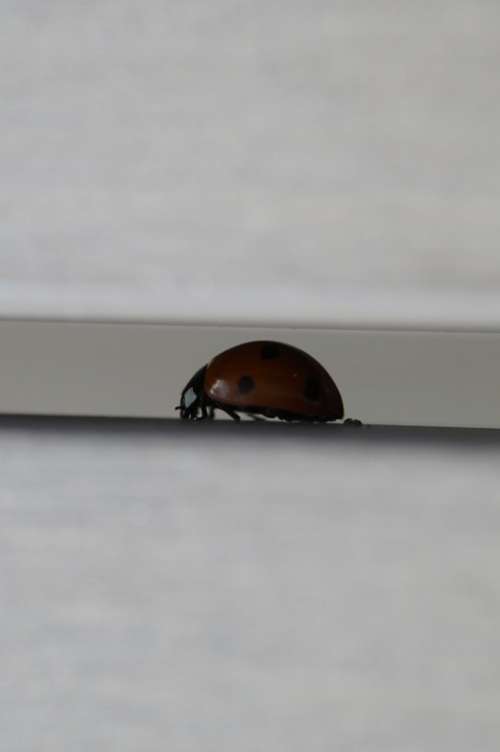 Crack Ladybug Beetle Hidden Insect Points Luck