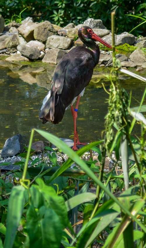 Crane Bird Water Lake Sun Nature Flowers