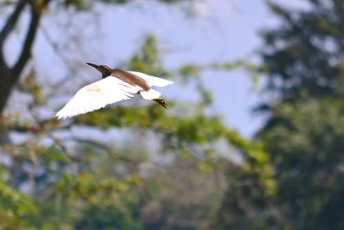 Crane Flying Wings Bird Wildlife Sri Lanka