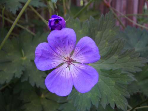 Cranesbill Blossom Bloom Bloom Weed Garden Summer