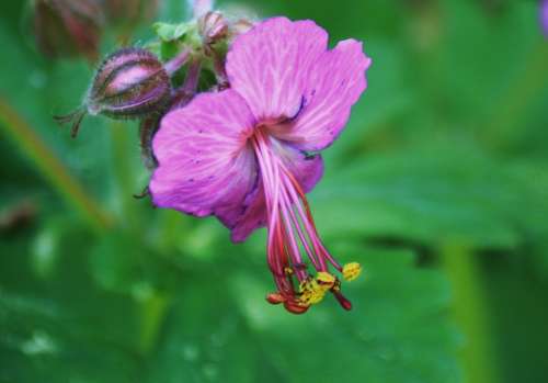 Cranesbill Blossom Bloom Bloom Garden Purple