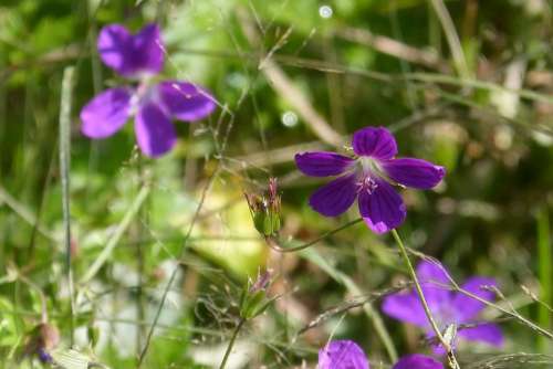 Cranesbill Wild Flower Blossom Bloom Violet Tender