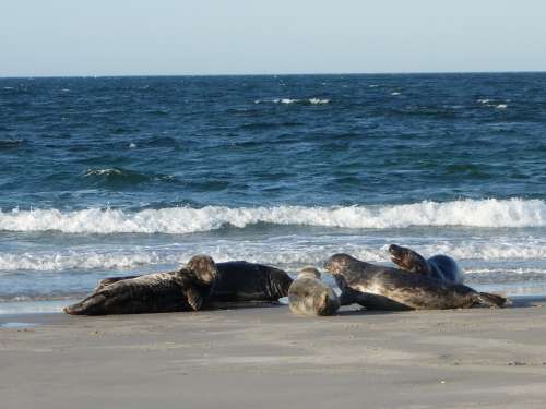 Crawl Seals Mammals Animals Beach North Sea