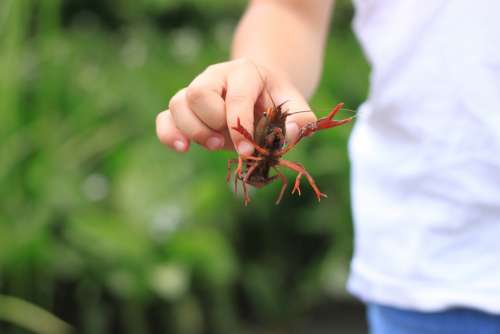 Crayfish Summer Japan
