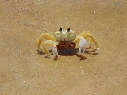 Crayfish Siri Animals Marine Crayfish With Eggs
