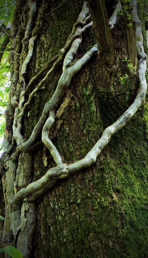 Creeper Climber Plant Log Tree Liane Bark