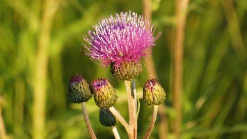 Creeping Thistle Thistle Cirsium Arvense Wildflowers