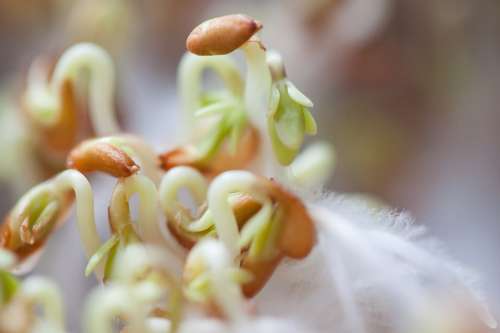 Cress Seedlings Seedling Plant Developing Germ