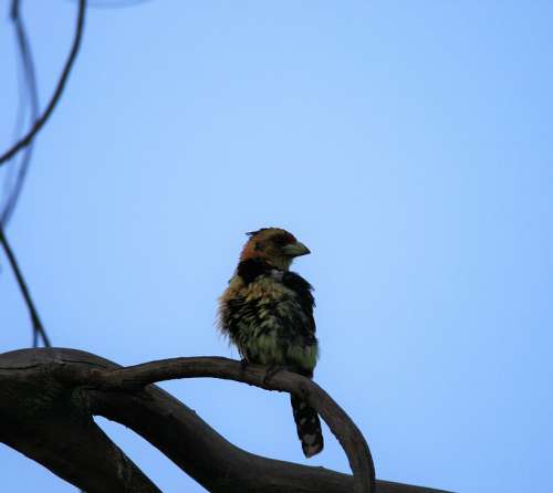 Crested Barbet Bird Colorful Perched Branch Sky