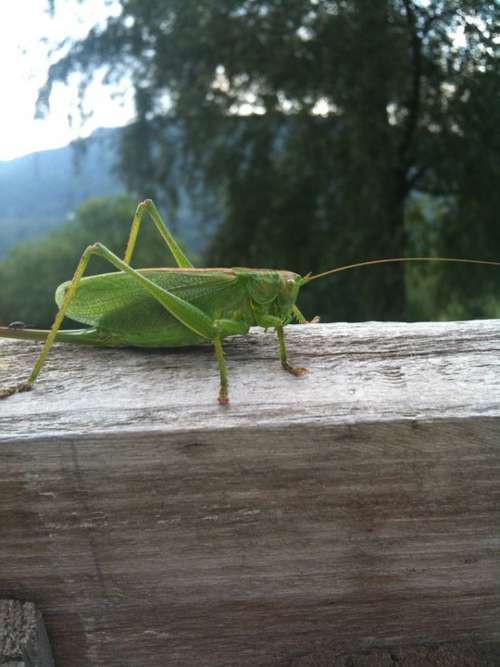 Cricket Bug Animal