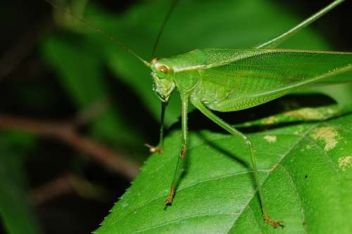 Cricket Grasshopper Locust Hopper Insect Animal