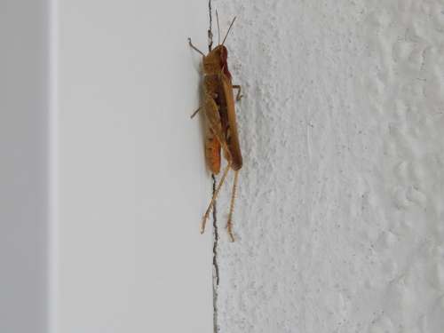 Cricket Insect Tettigonia Viridissima