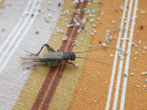 Cricket Insect Sand