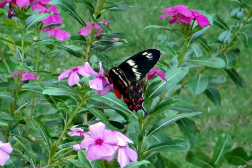 Crimson Rose Butterfly Pachliopta Hector