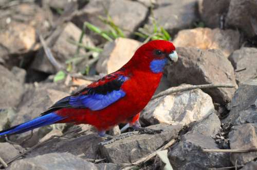 Crimson Rosella Rosella Bird Wildlife Parrot