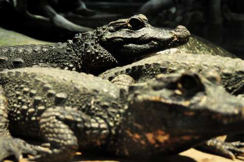 Crocodile Lizard Reptile Dangerous Predator