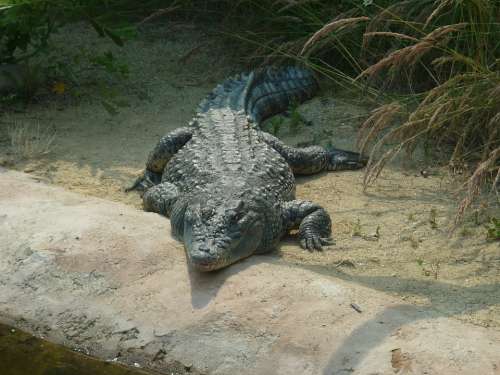 Crocodile Eye Animal Alligator Reptile Hunter